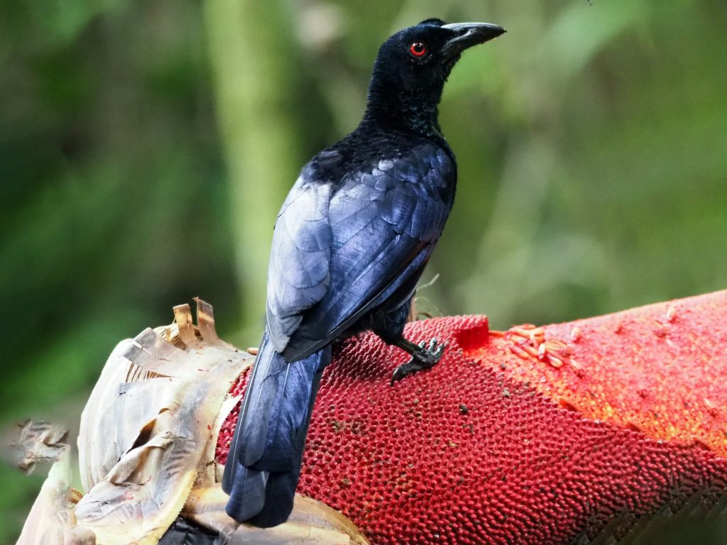 Crinkle-collared manucode, Manucodia chalybatus | Go Papua New Guinea